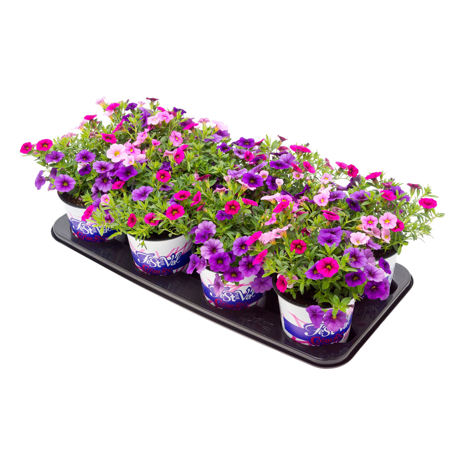 Calibrachoa Festival Colours - Multicolour Image 1