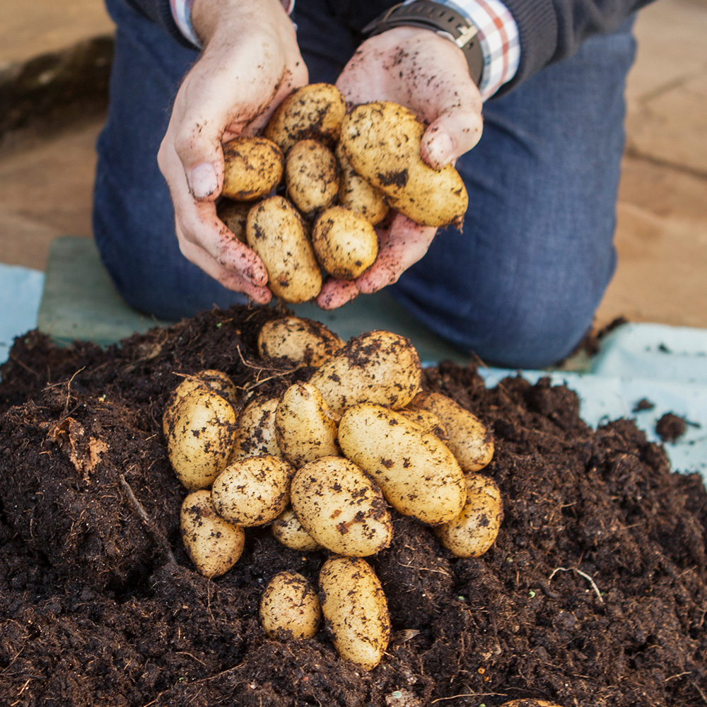 wilko Mixed Seed Potato Tubers 18 Pack Image 3