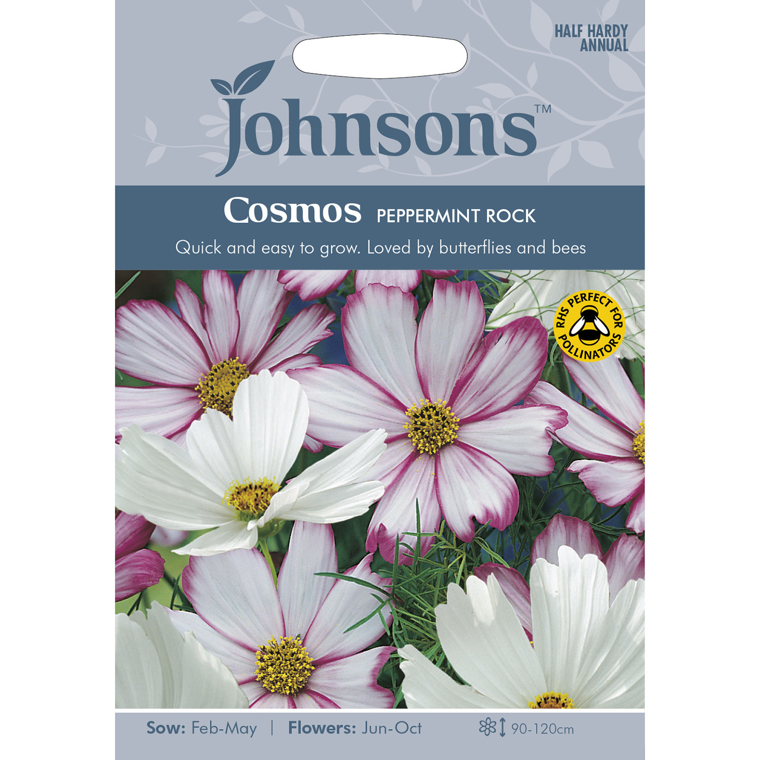 Johnsons Cosmos Peppermint Rock Flower Seeds Image 2