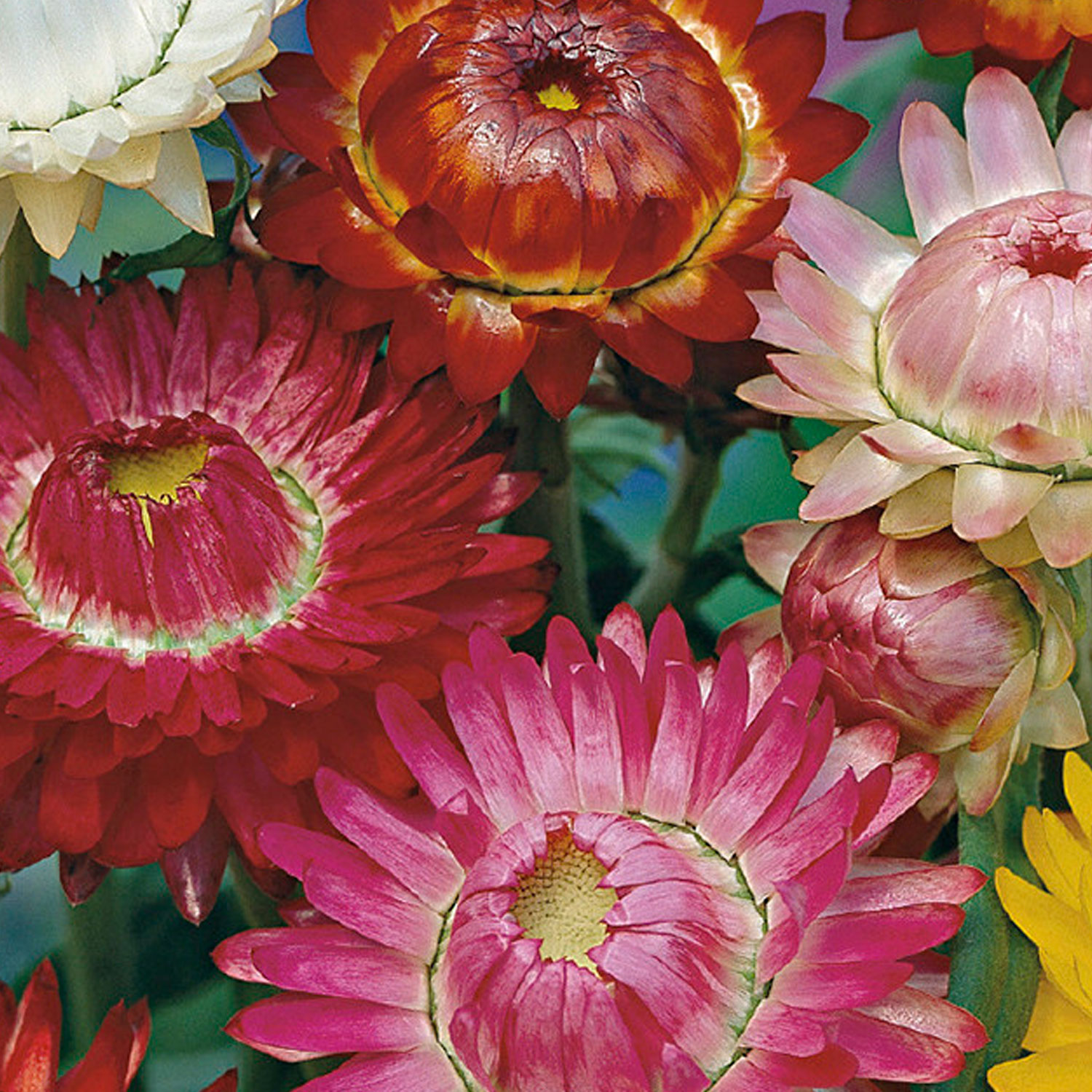 Johnsons Helichrysum Double Mixed Flower Seeds Image 1