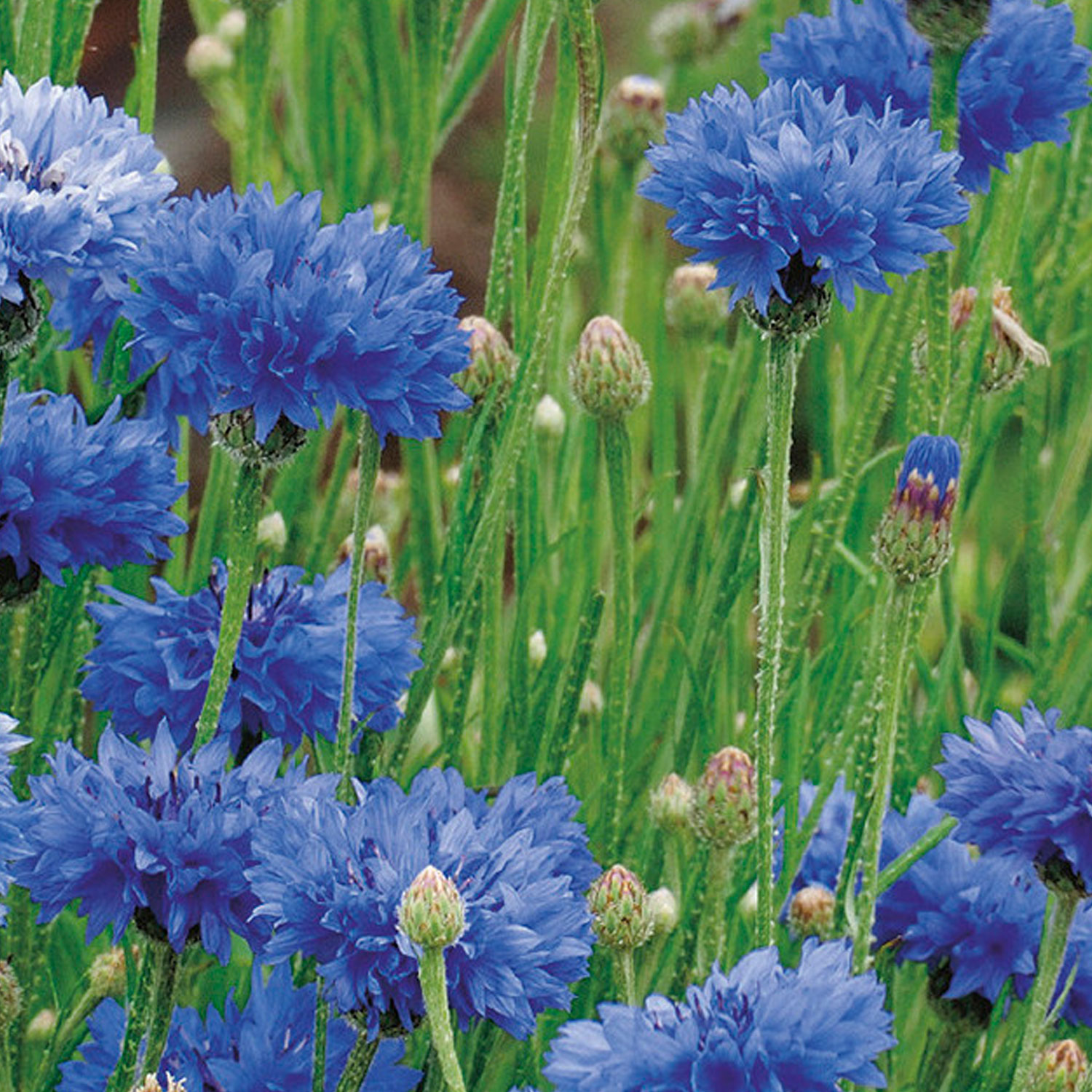 Johnsons Wildflowers Cornflower Blue Flower Seeds Image 1