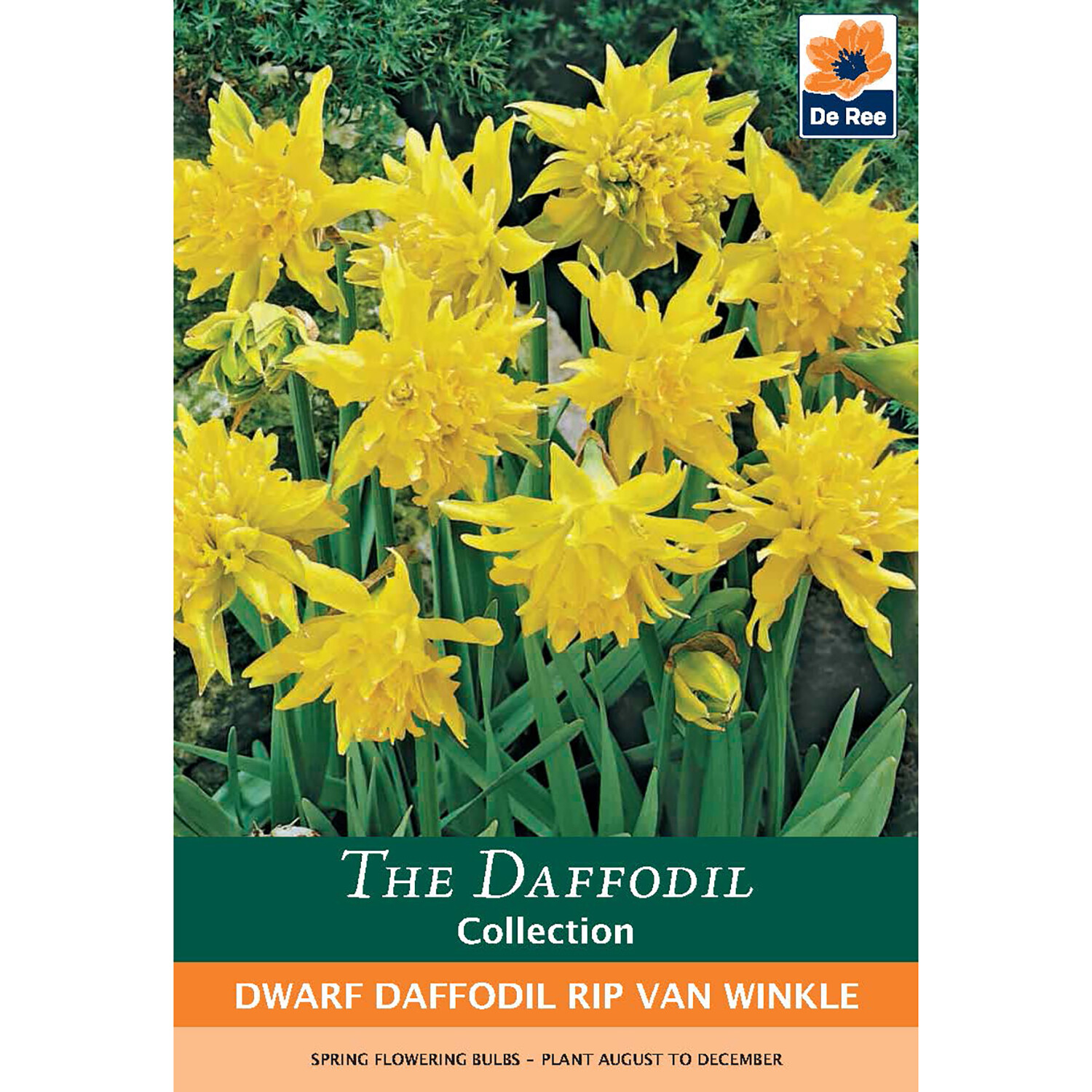 The Daffodil Collection Bulbs Image 10