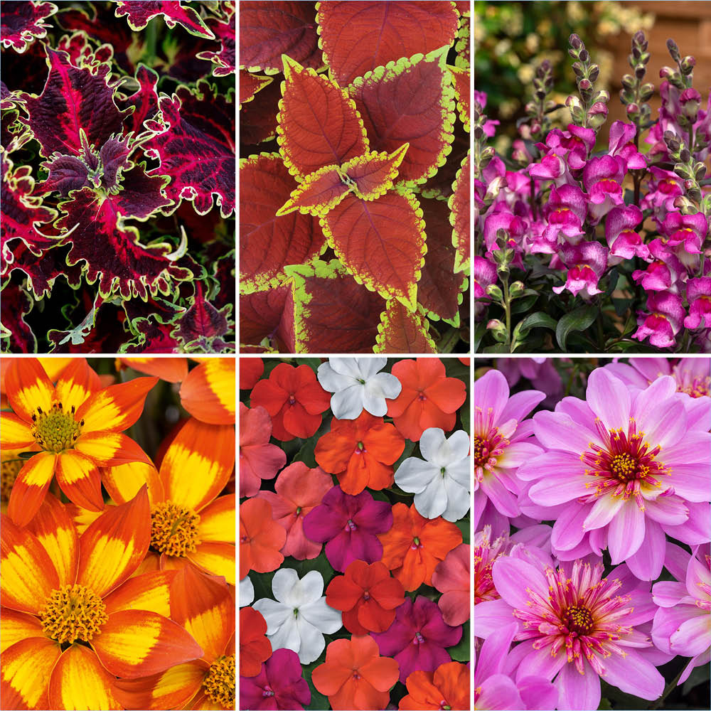 YouGarden Summer Flowering Bedding Collection Plant Pot 9cm 12 Pack Image 1