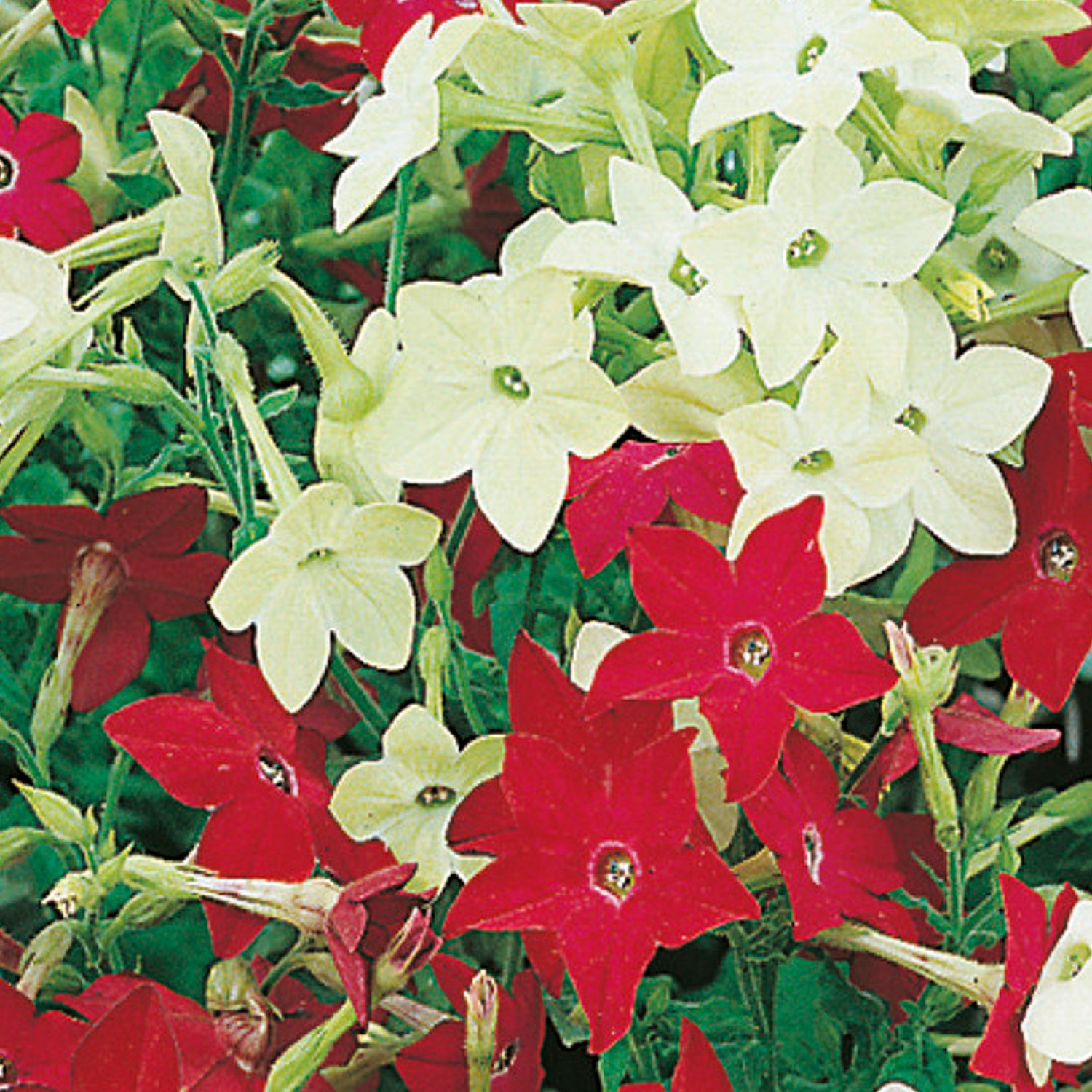 Johnsons Nicotiana Roulette Mixed Flower Seeds Image 1