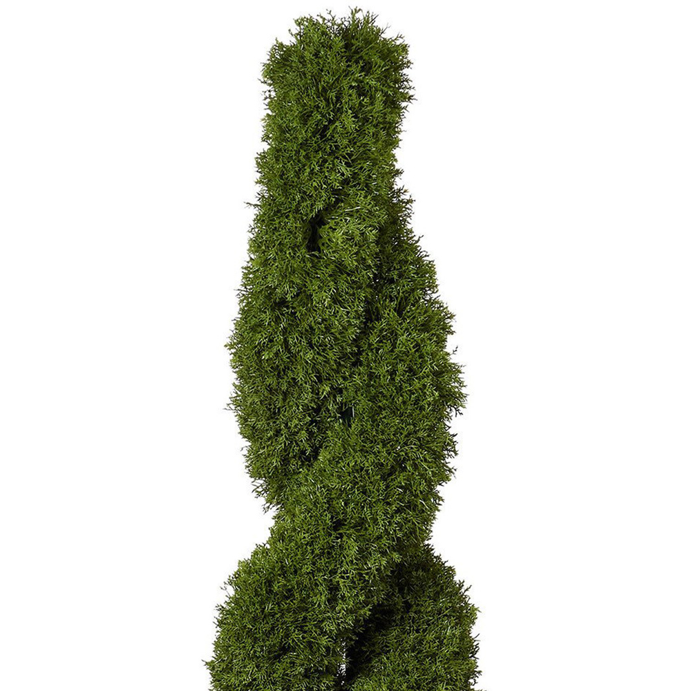 Cypress Spiral Tree - Green Image 2