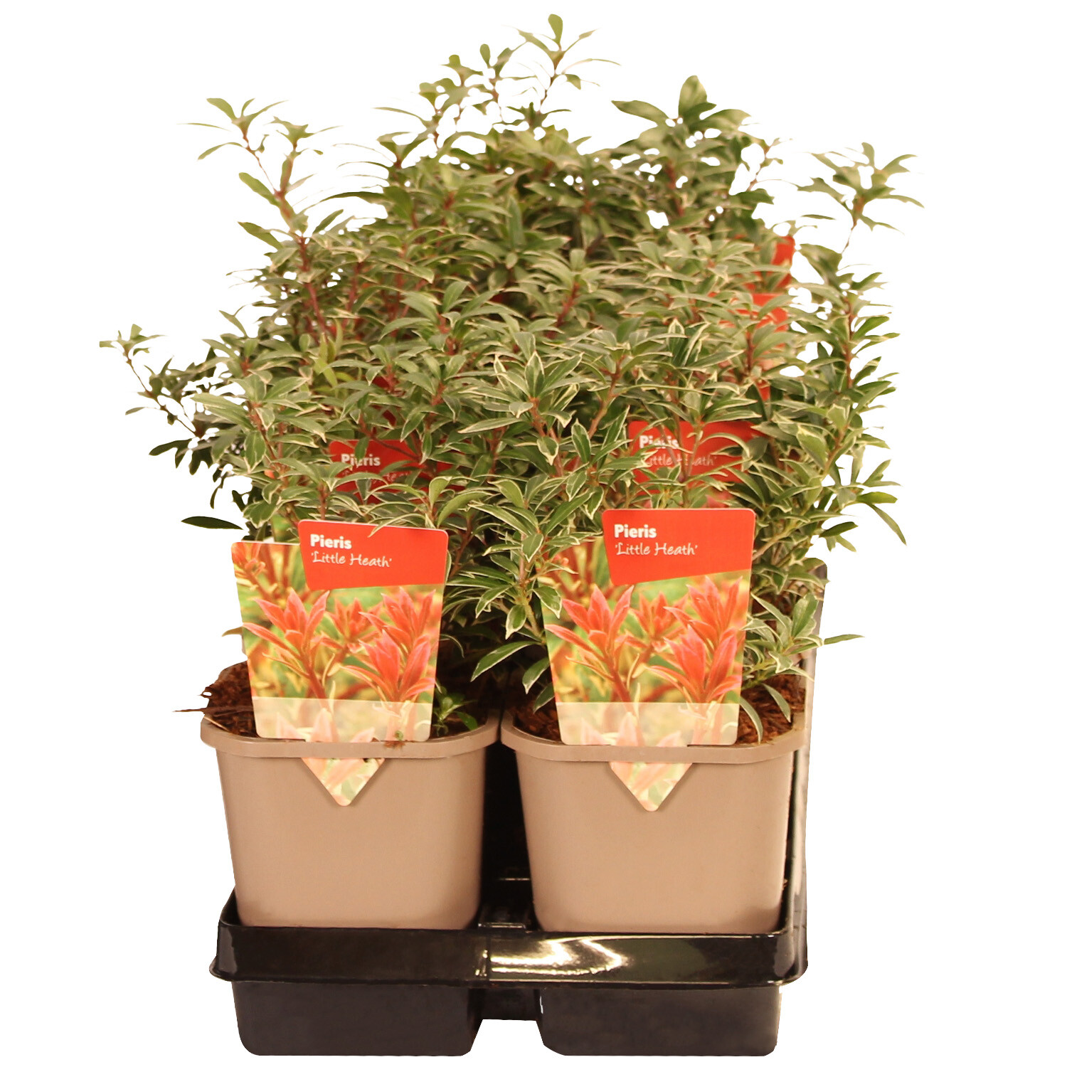 Pieris Little Heath - Pink Image