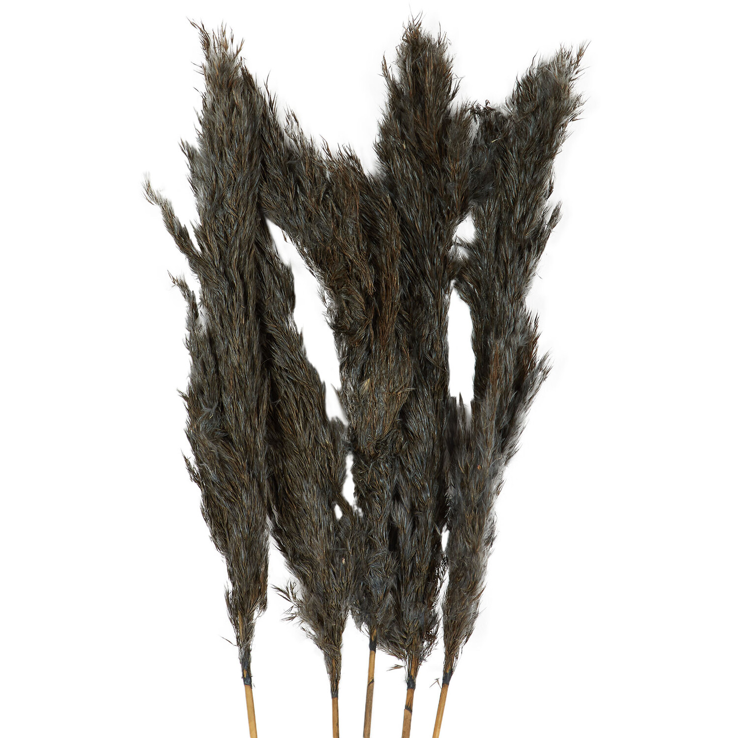 Pack of 5 Pampas Stems - Grey Image 3