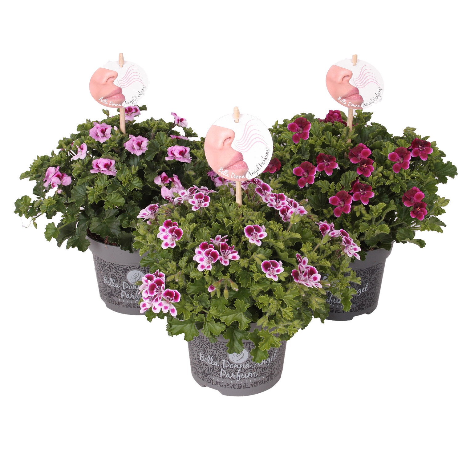 Pelargonium Bella Donna - Angel Parfum Image