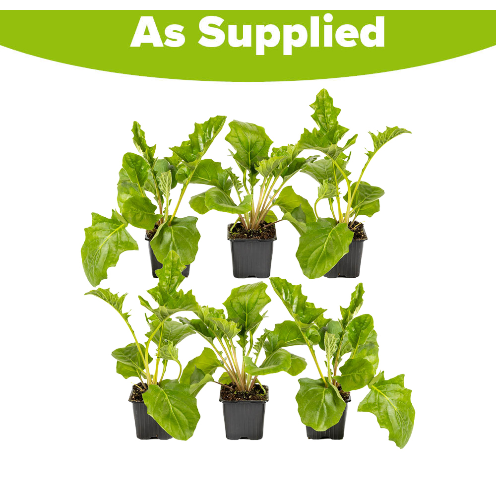 YouGarden Hardy Gerbera Garvinea Collection Plant Pot 7cm 6 Pack Image 5