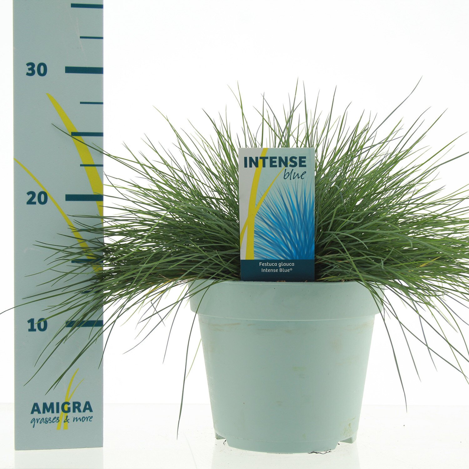 Festuca glauca - Blue / 17cm Image