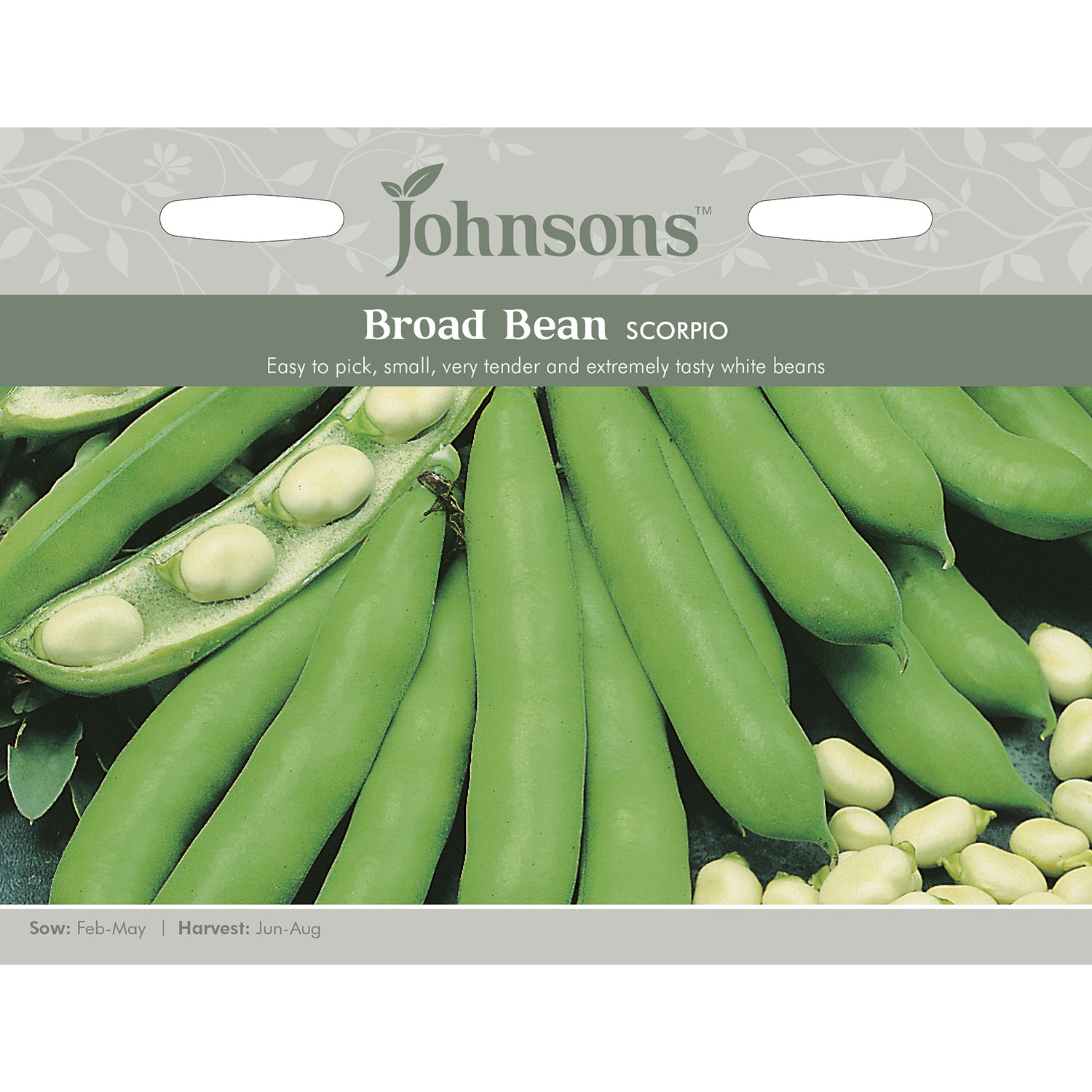 Johnsons Scorpio Broad Bean Seeds Image 2
