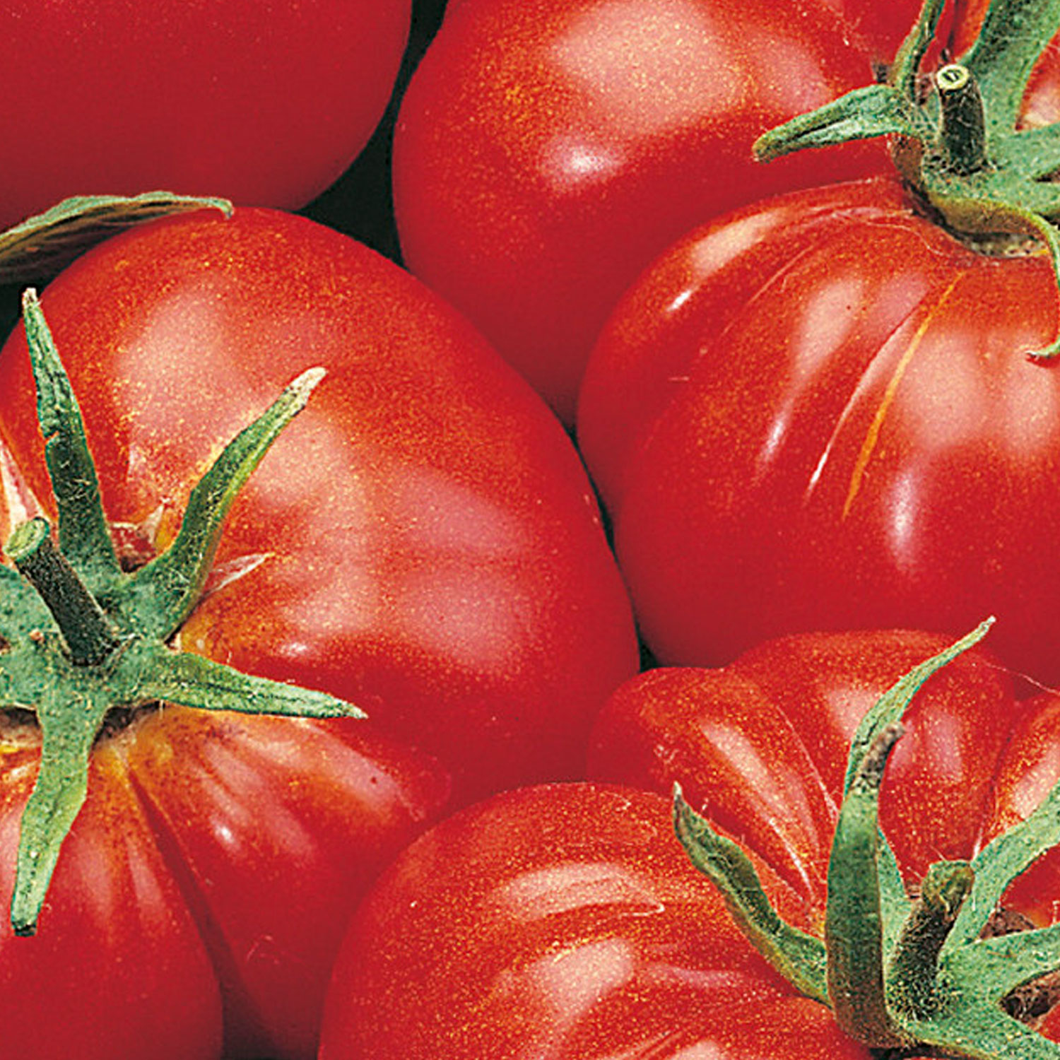 Johnsons Marmande Tomato Seeds Image 1