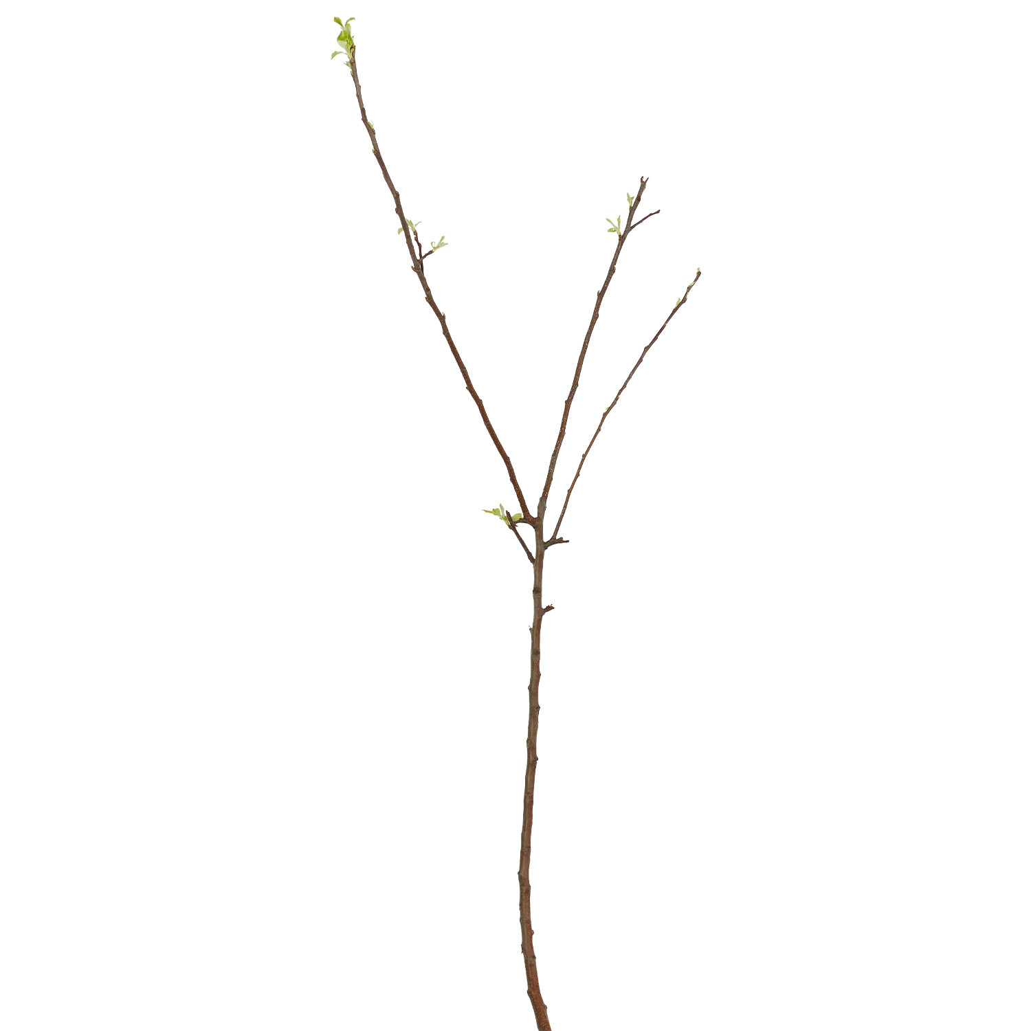 Apple Root Ball - Jonagold Image 1