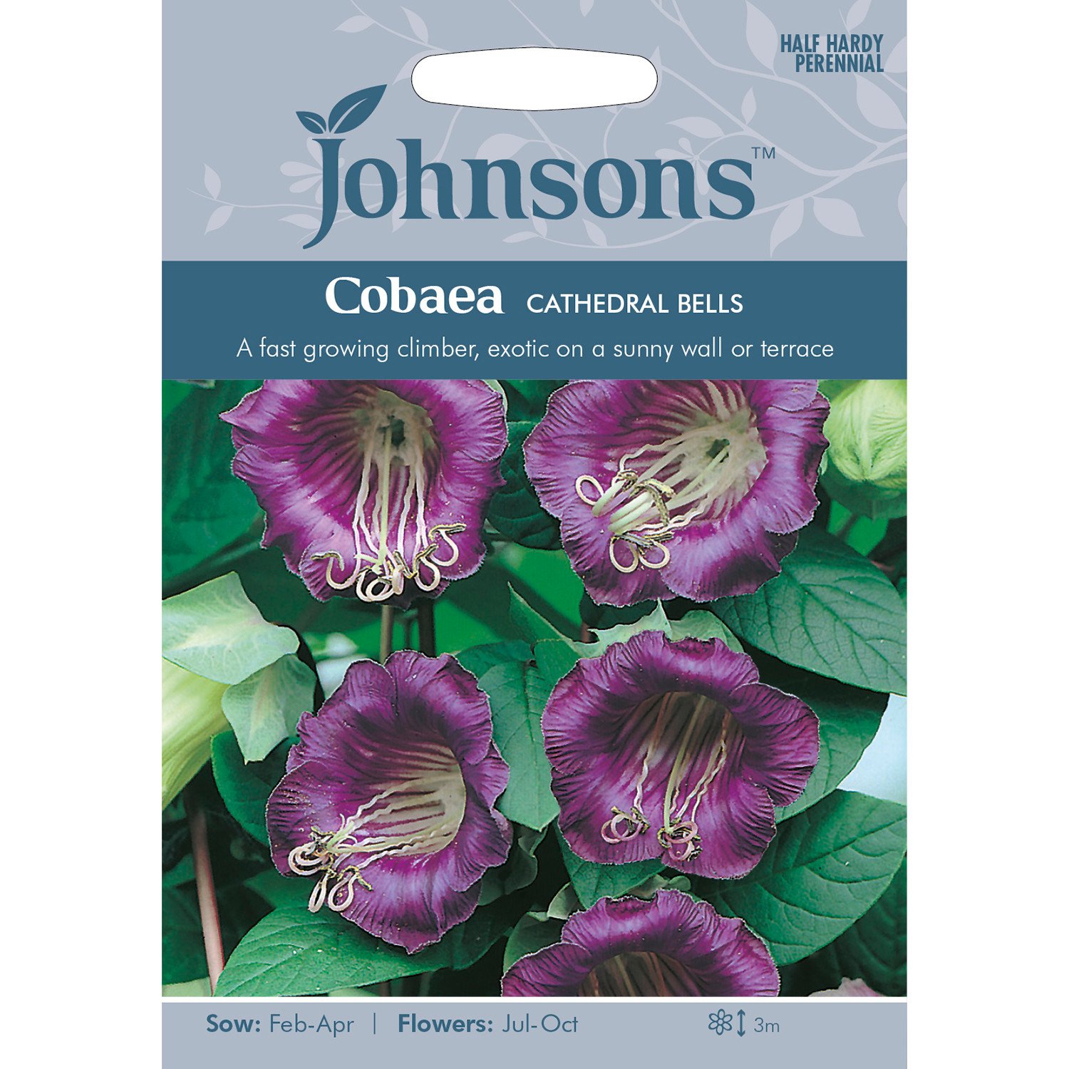 Johnsons Pack of Cobaea Cathedral Bells Image 1