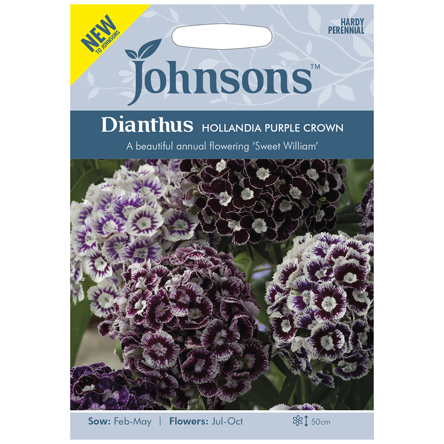 Johnsons Dianthus Hollandia Purple Crown Image
