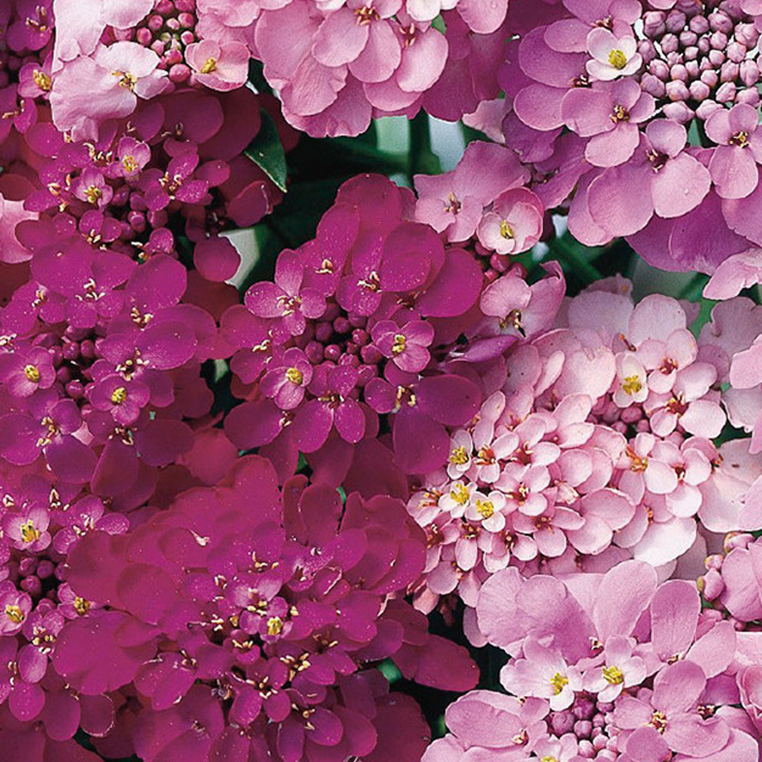 Johnsons Candytuft Fairy Mixed Flower Seeds Image 1
