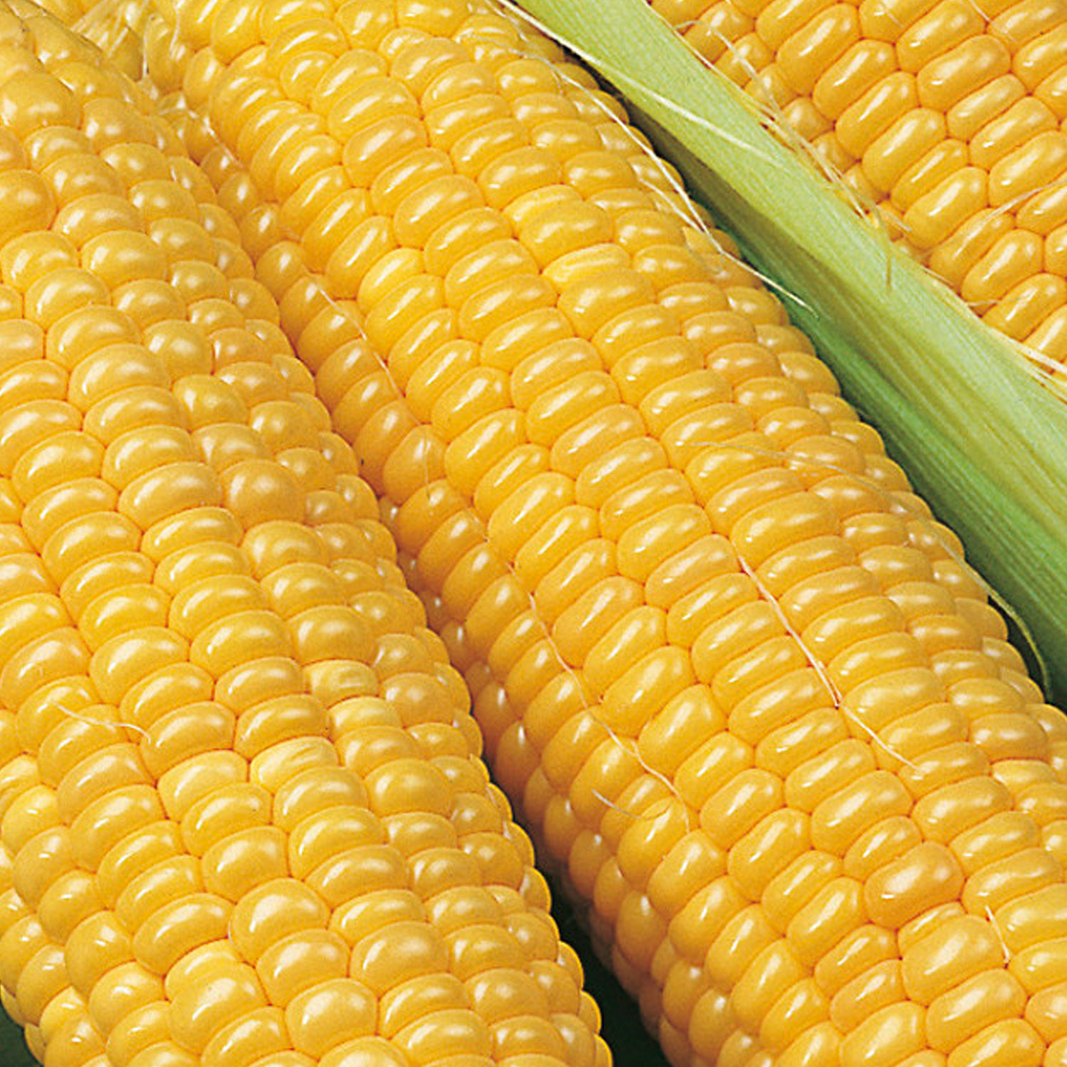 Johnsons Incredible F1 Sweet Corn Seeds Image 1