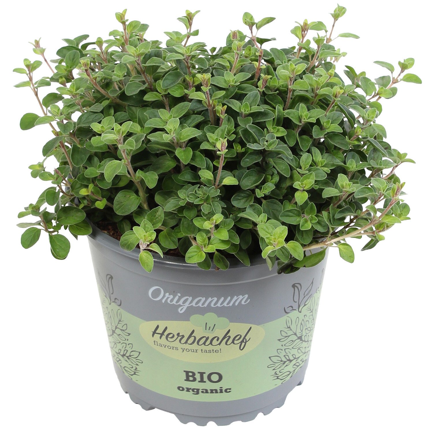 Herb Oreganum - Green Image