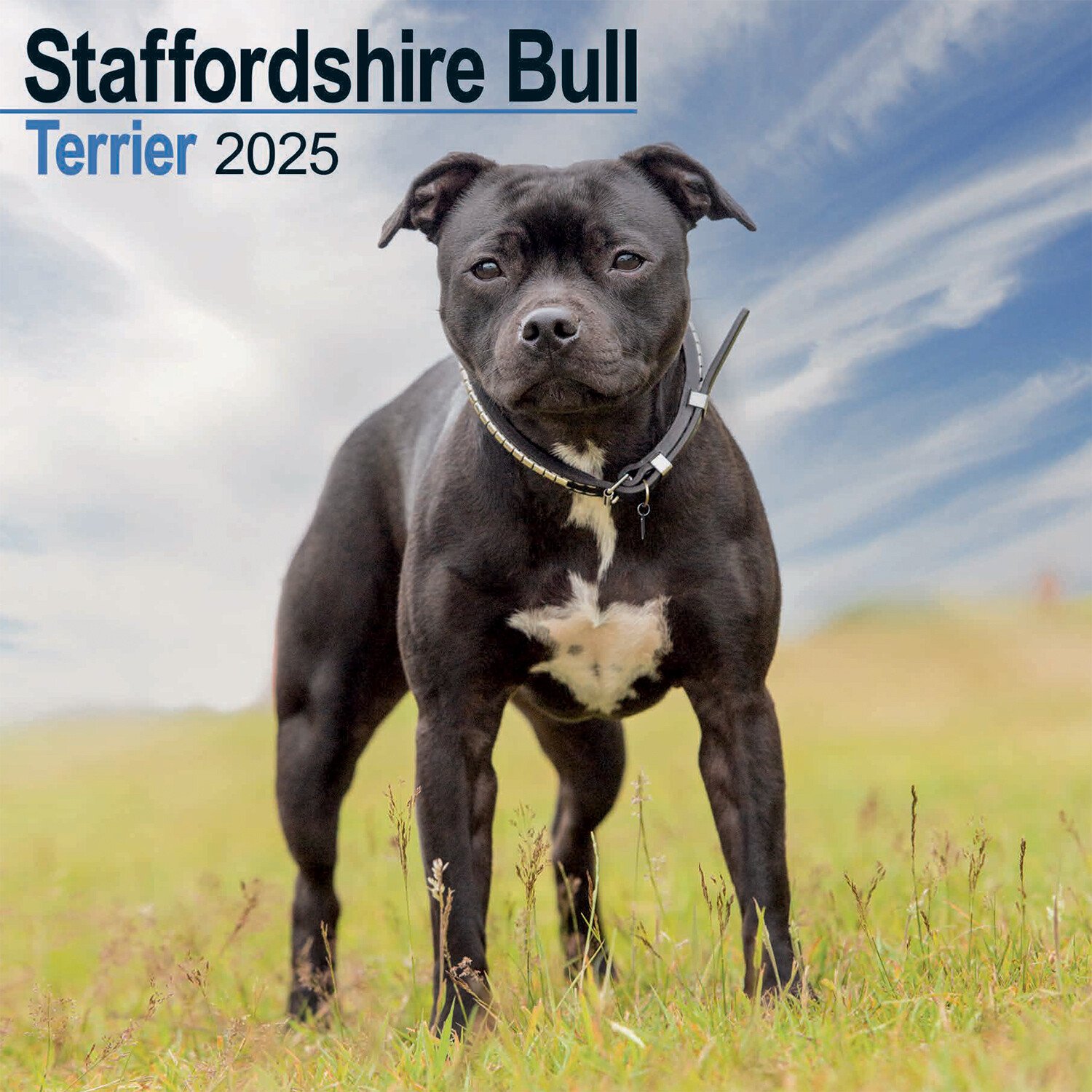 2025 Dog Wall Calendar - Staff Bull Terrier Image