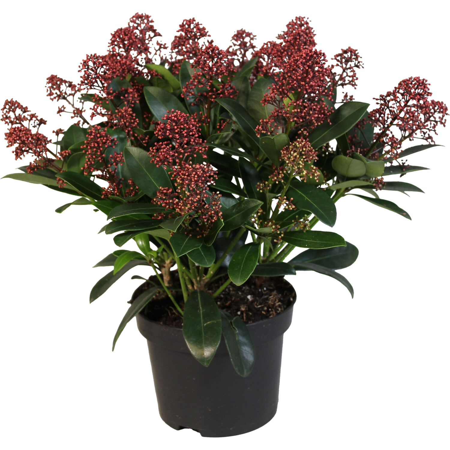 Skimmia Rubella Plant Red Pot Size 19cm Image