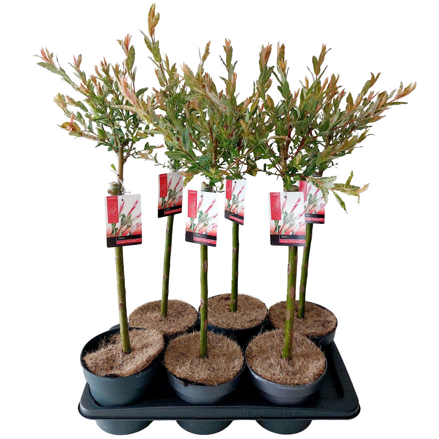 Salix Integra Flamingo Wilko