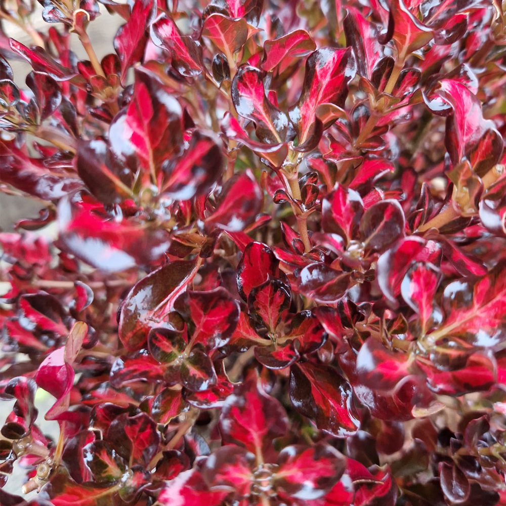 YouGarden Coprosma Collection Plant Pot 9cm 3 Pack Image 2