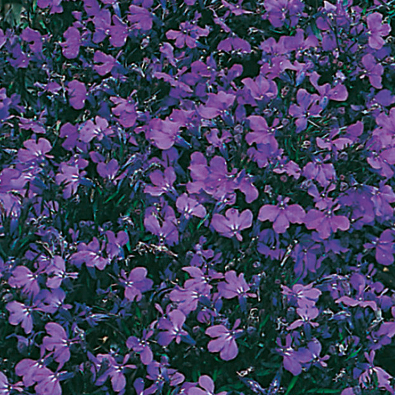 Johnsons Lobelia Crystal Palace Flower Seeds Image 1