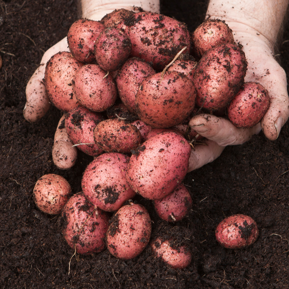 wilko Desiree Seed Potato Tubers 6 Pack Image 1