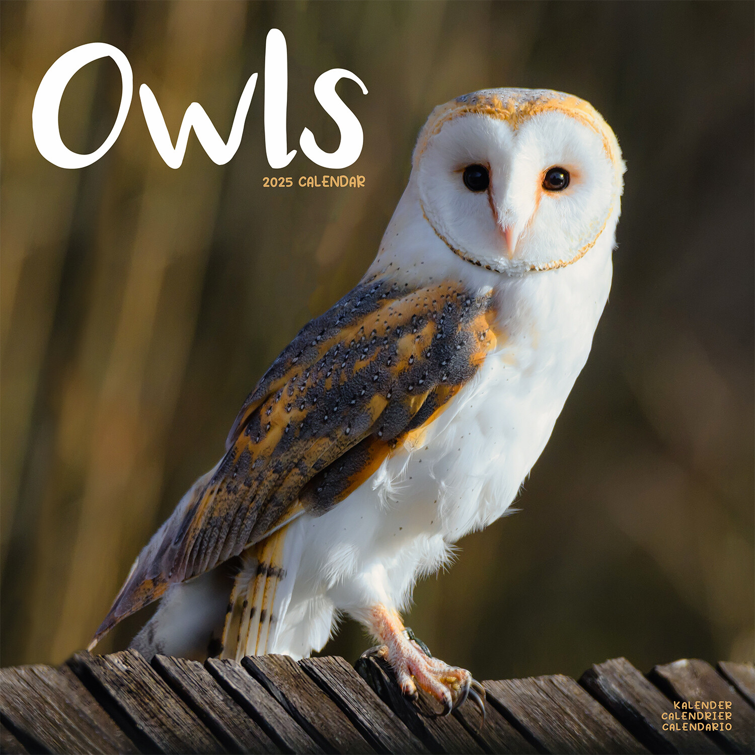 2025 Owls Wall Calendar Image