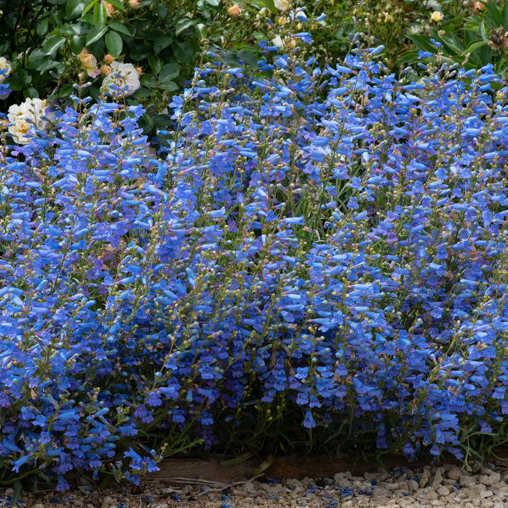 YouGarden Penstemon Heterophyllus Electric Blue Plant Pot 3L Image 2