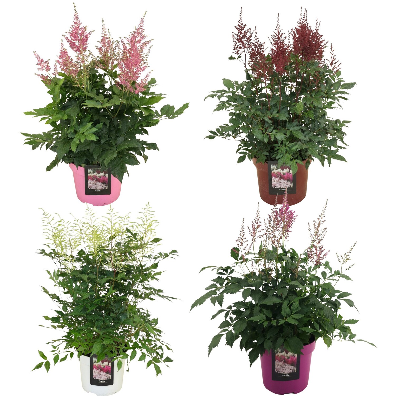 Astilbe Plant Image