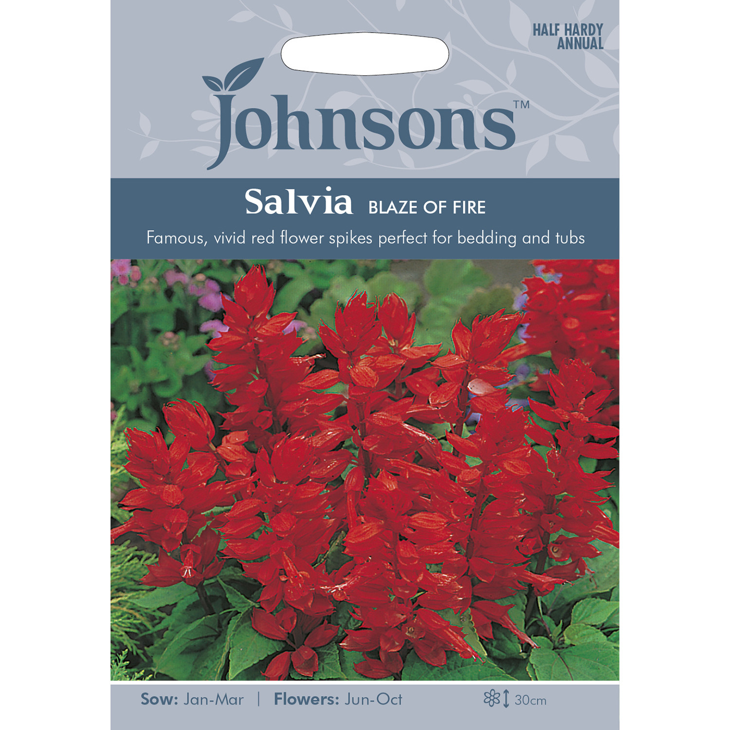 Johnsons Salvia Blaze Of Fire Flower Seeds Image 2