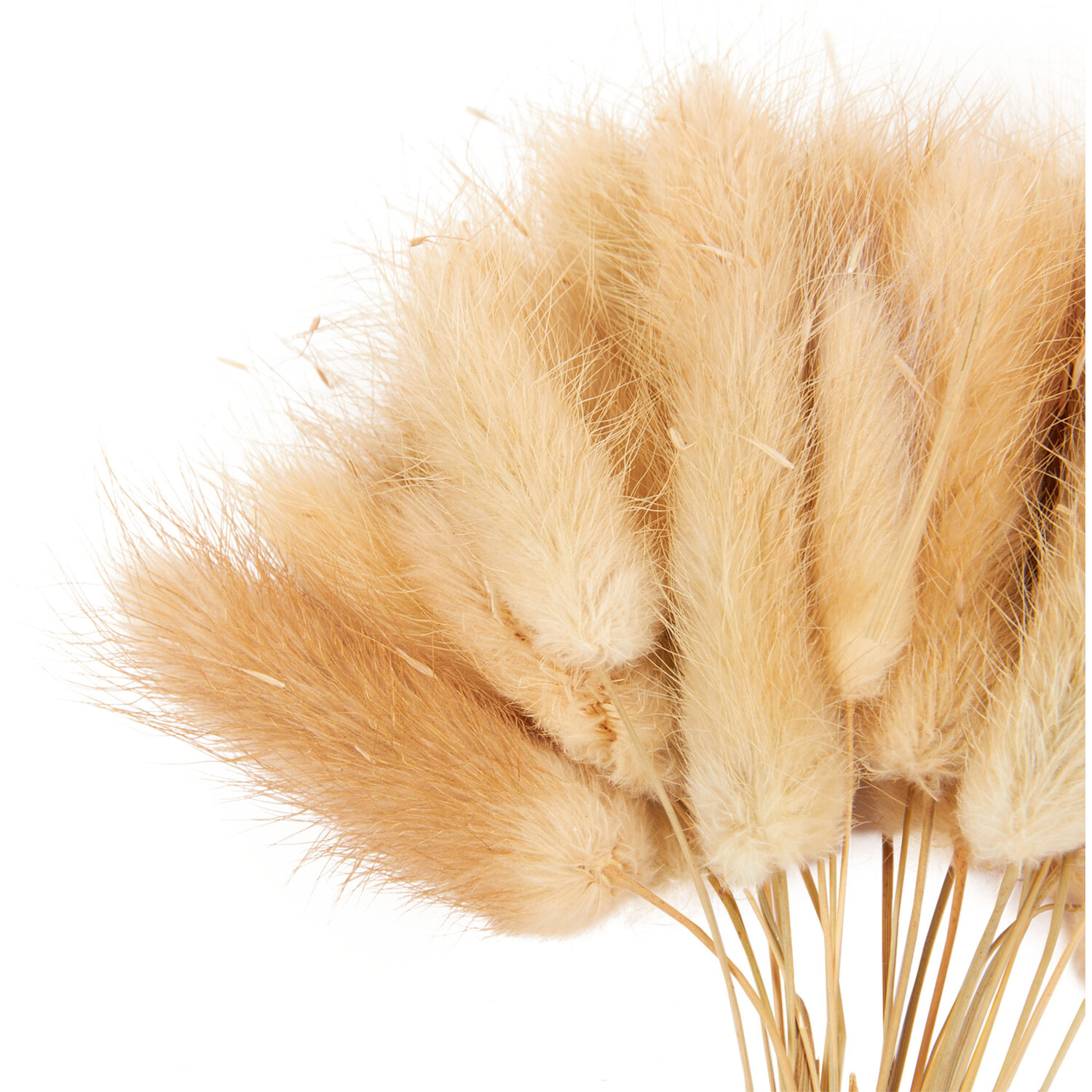 Hares Tail Grass or Wheat Decorative Picks Image 6