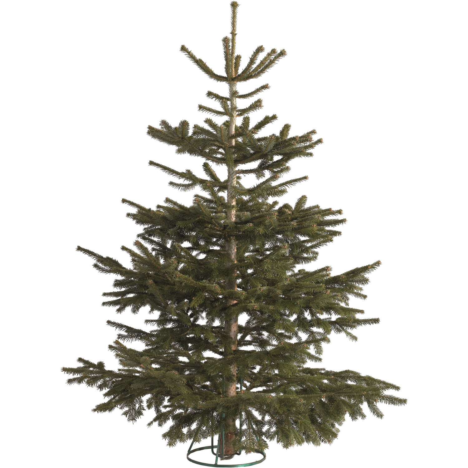 Festive Forest Nordman Fir Cut Real Christmas Tree 6.5ft Image