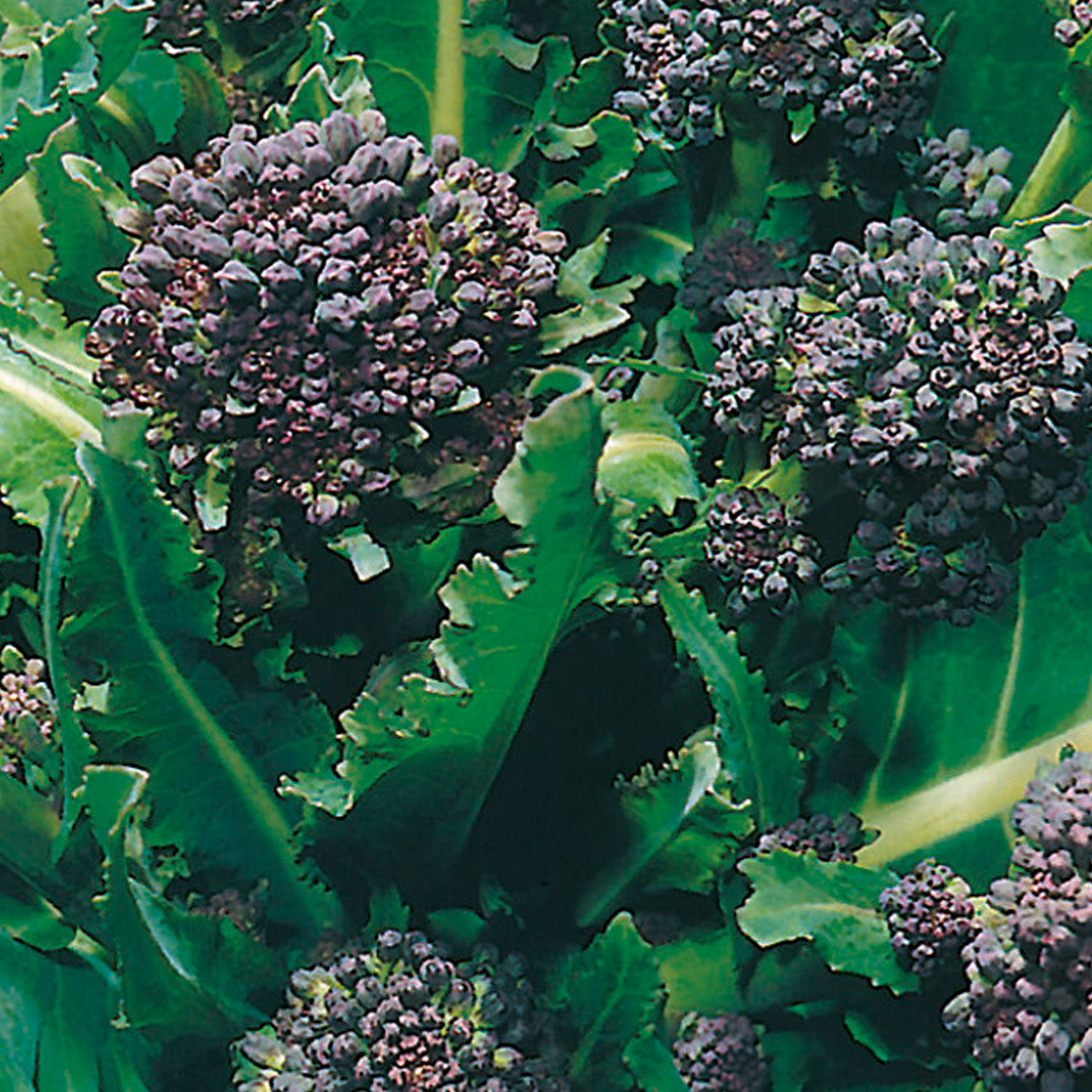 Johnsons Early Purple Sprouting Broccoli Seeds Image 1