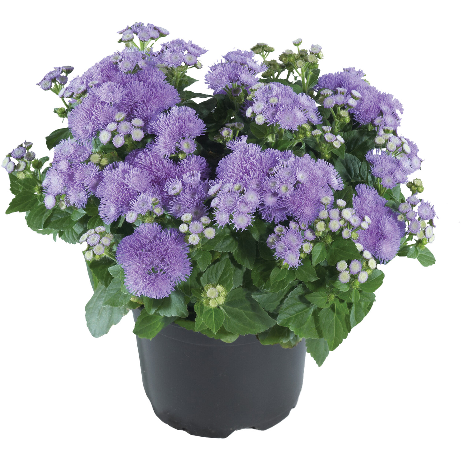 Ageratum Monarch Magic Plant Image