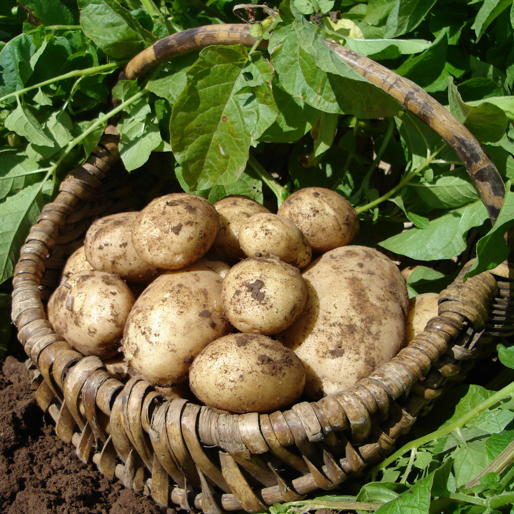 wilko Maris Piper Seed Potato Tubers Maincrop 2.5kg Image 1