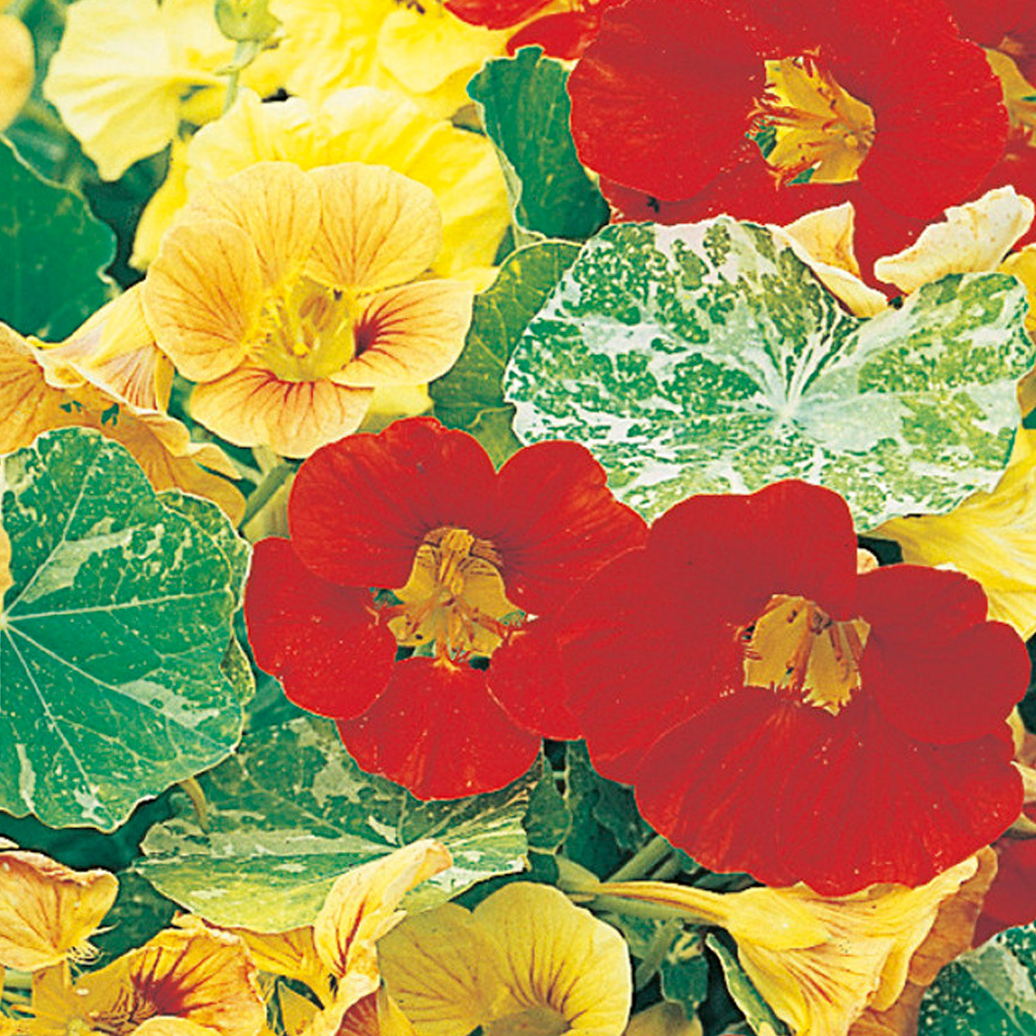 Johnsons Nasturtium African Queen Flower Seeds Image 1