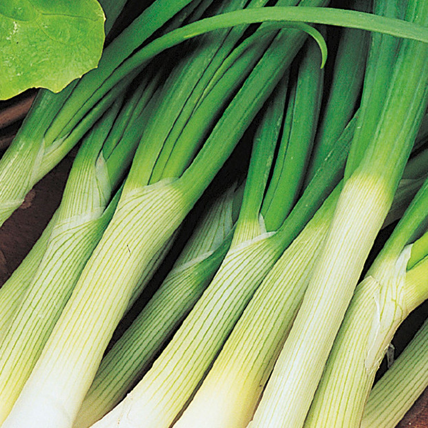 Johnsons Tonda Musona Alpina Spring Onion Seeds Image 1