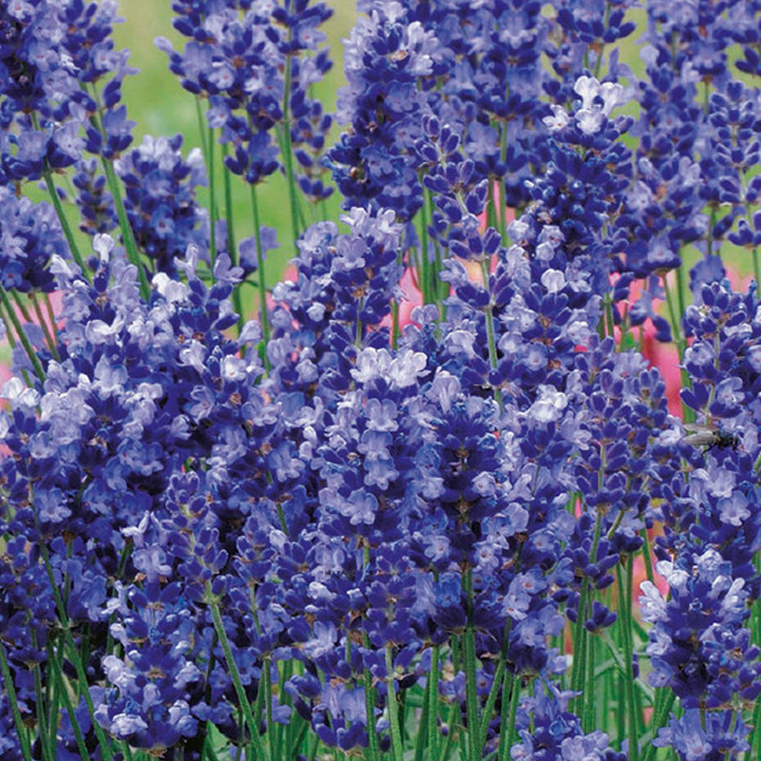 Johnsons Lavender Hidcote Blue Flower Seeds Image 1