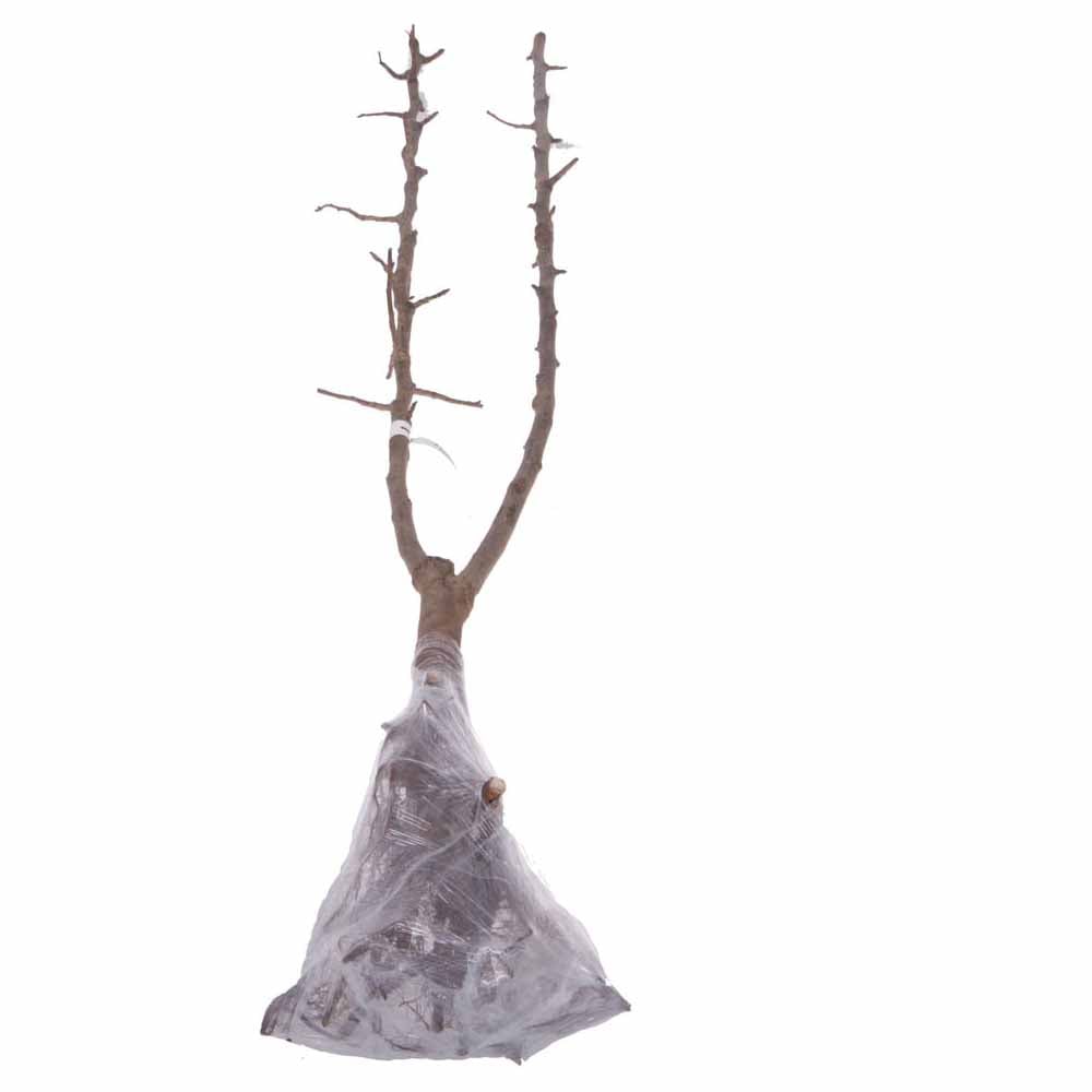 wilko Pear Duo Fruit Tree Bare Root Rose Image 4