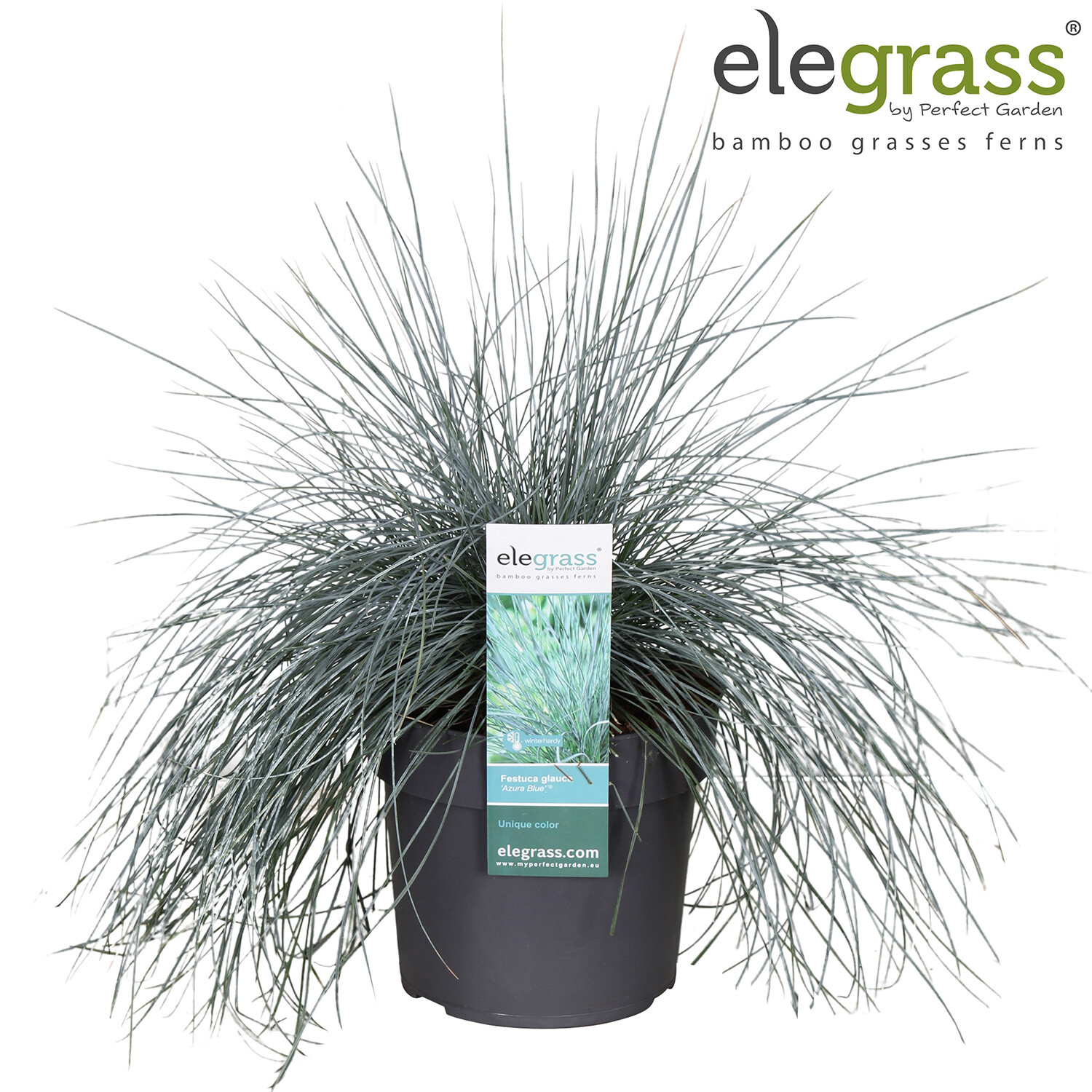 Festuca Blue Image 2
