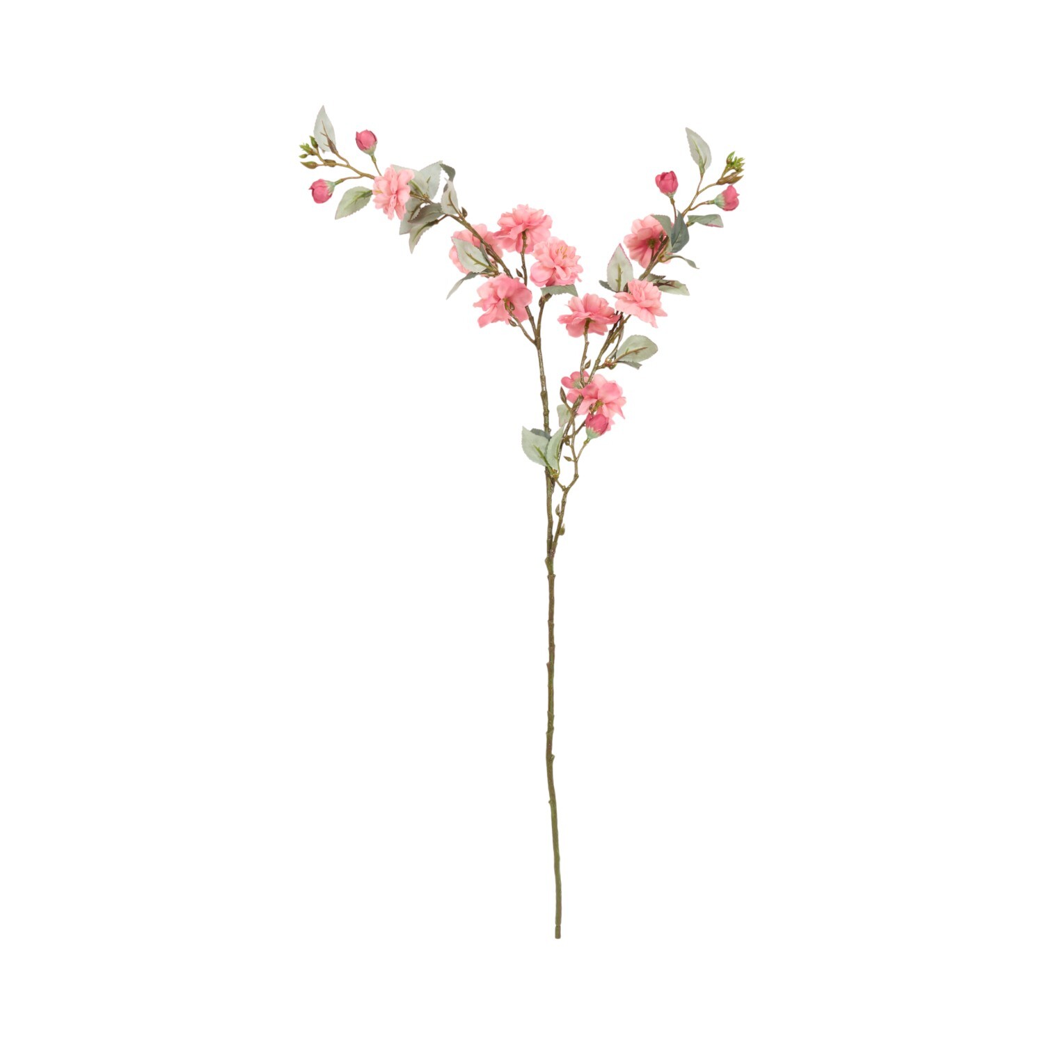 Camellia Stem Image 4