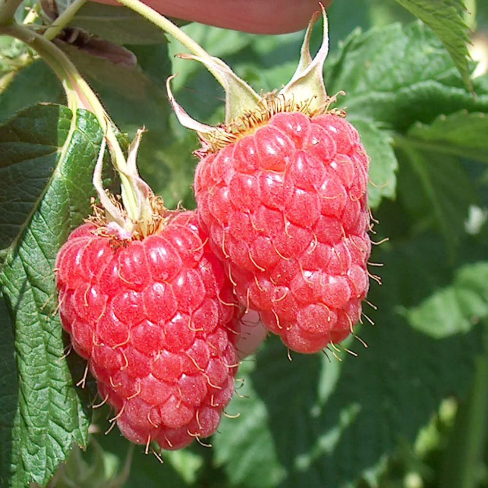 Thompson & Morgan Raspberry Rubus Idaeus Malling Minerva Cane Plant 12 Pack Image 1