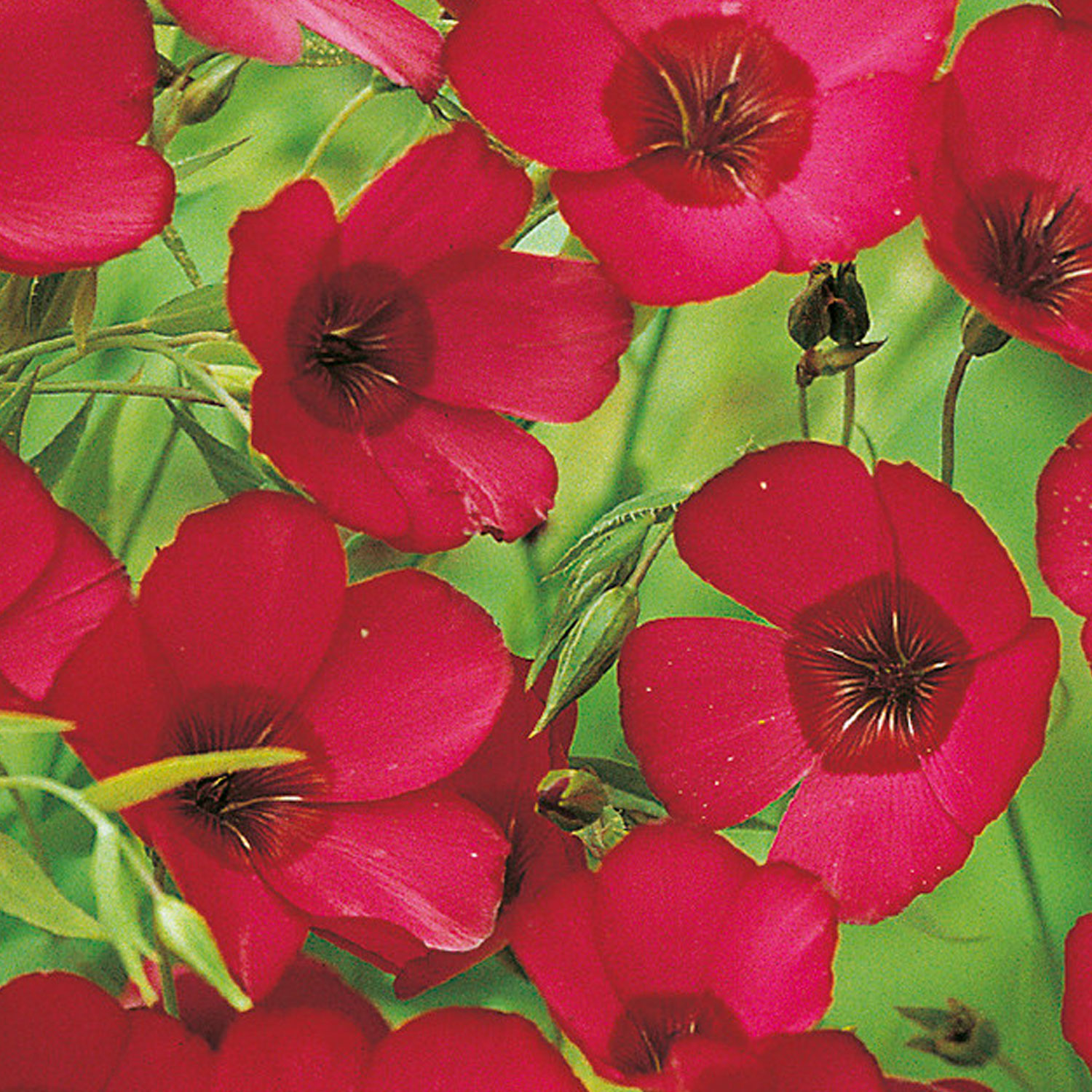 Johnsons Flax Linum Scarlet Flower Seeds Image 1