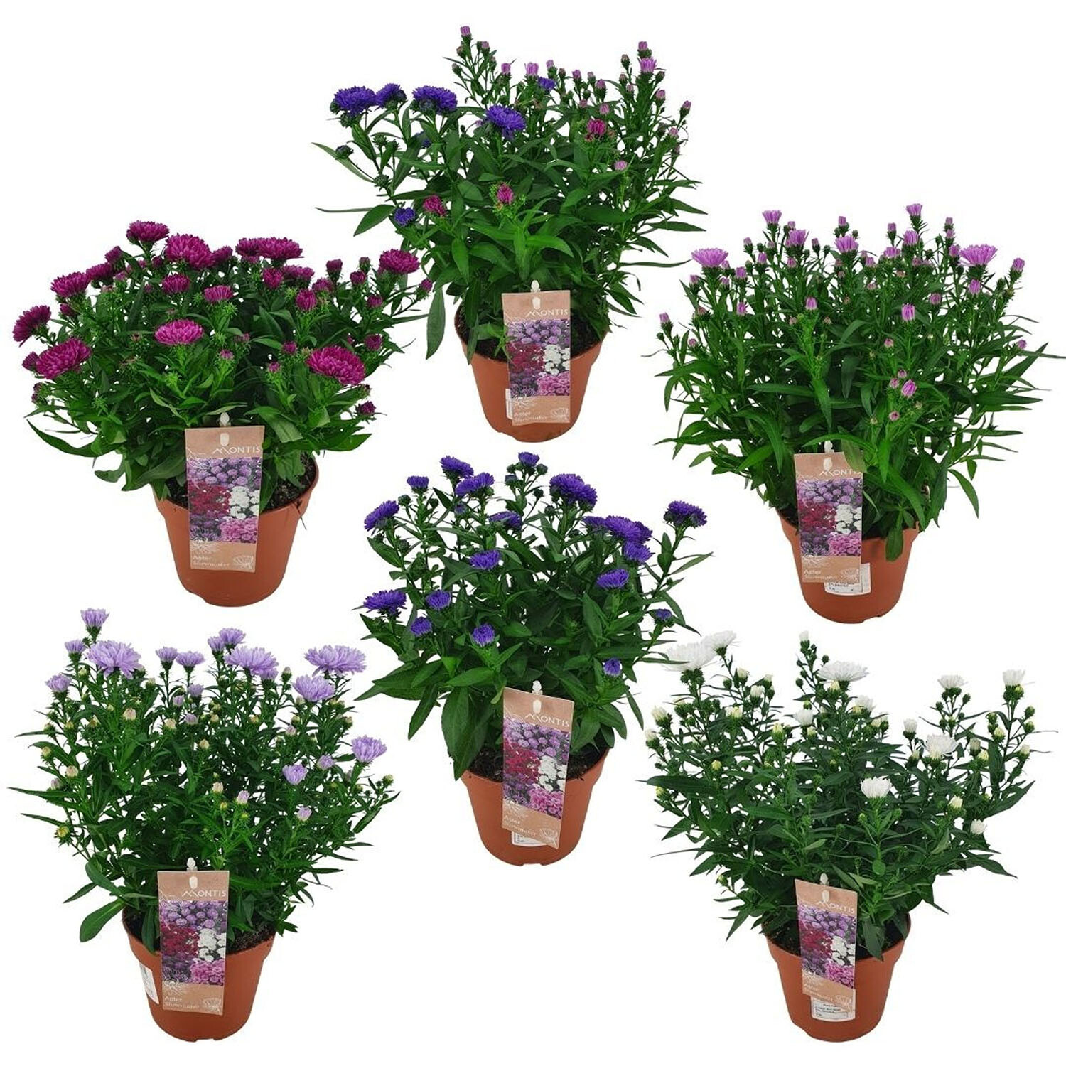 Aster Showmakers 14cm - Multicolour Image