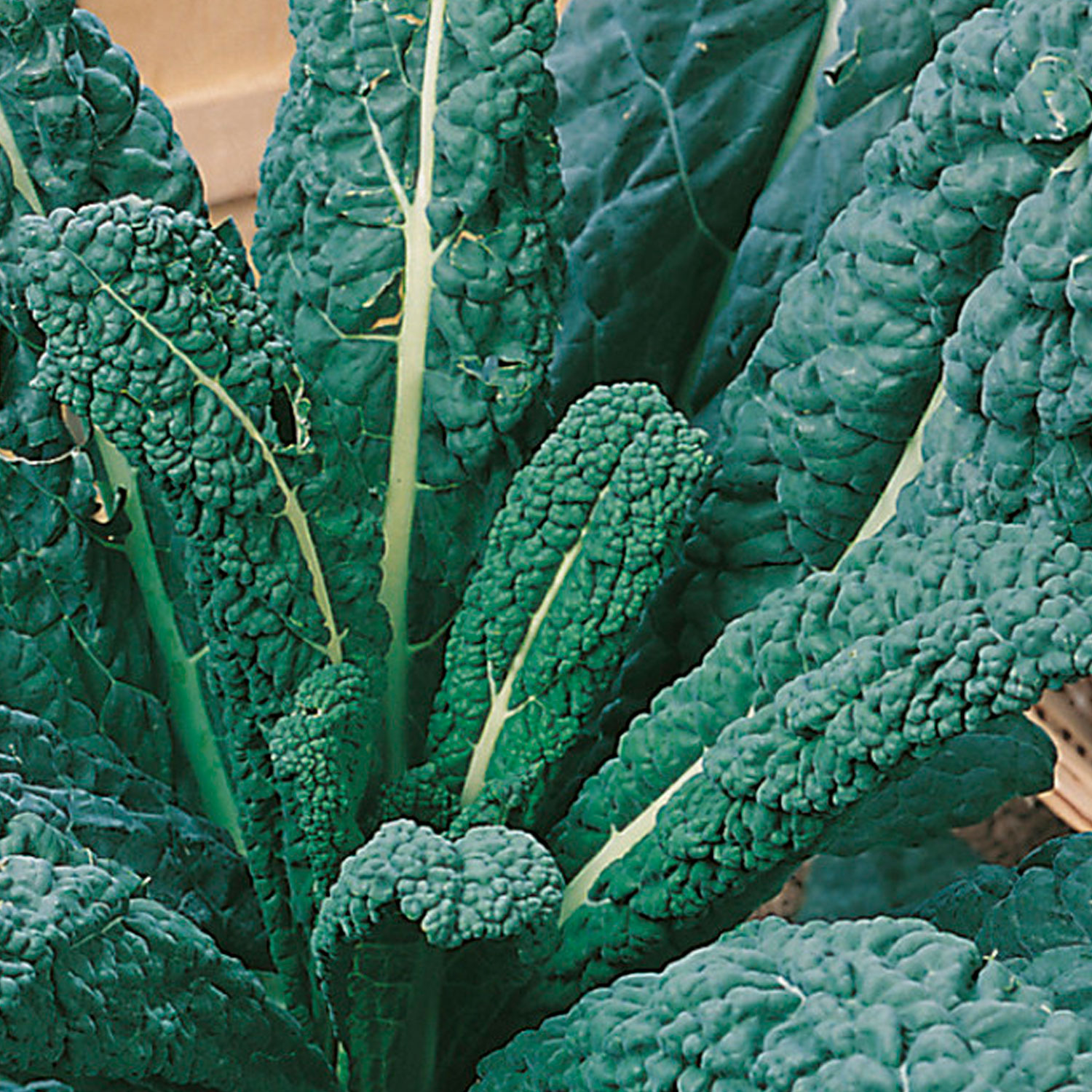 Johnsons Nero Di Toscana Kale Seeds Image 1