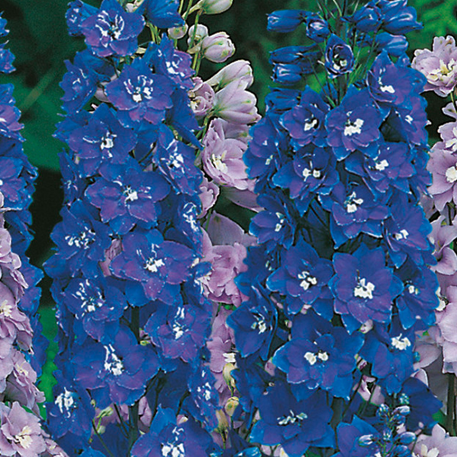 Johnsons Delphinium Avalon Flower Seeds Image 1