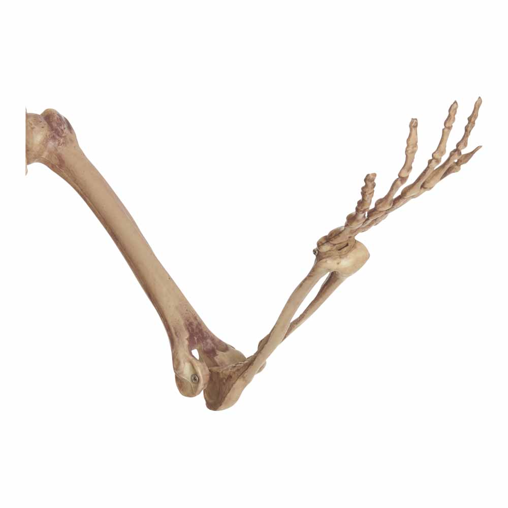 Wilko Hanging Skeleton 5ft Image 3
