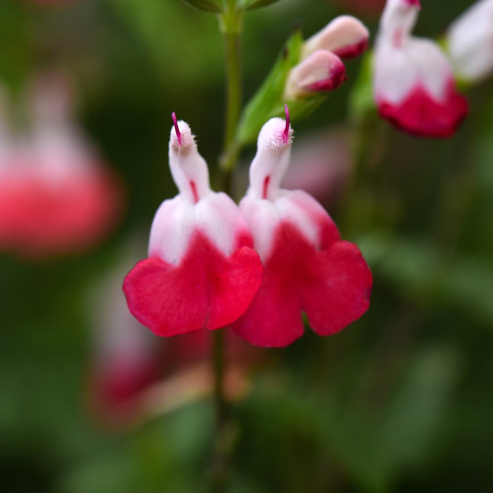 Thompson and Morgan Salvia Hot Lips Plant Pot 9cm Image 2